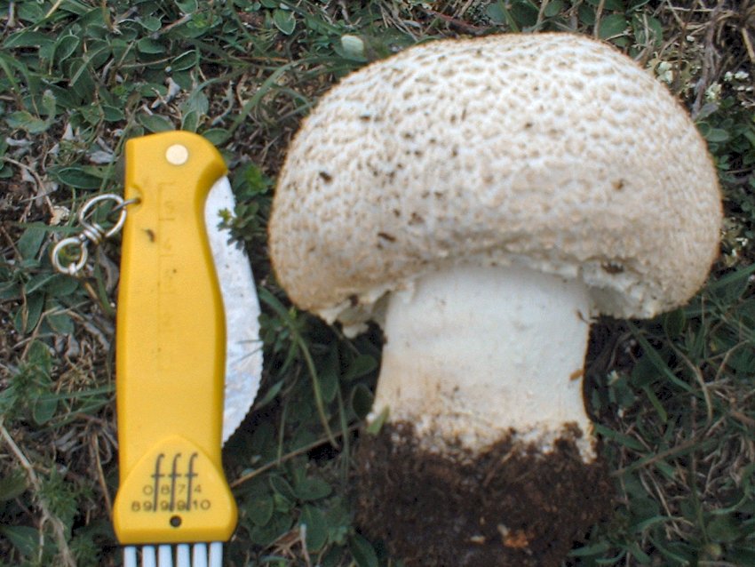 agaricus urinascens